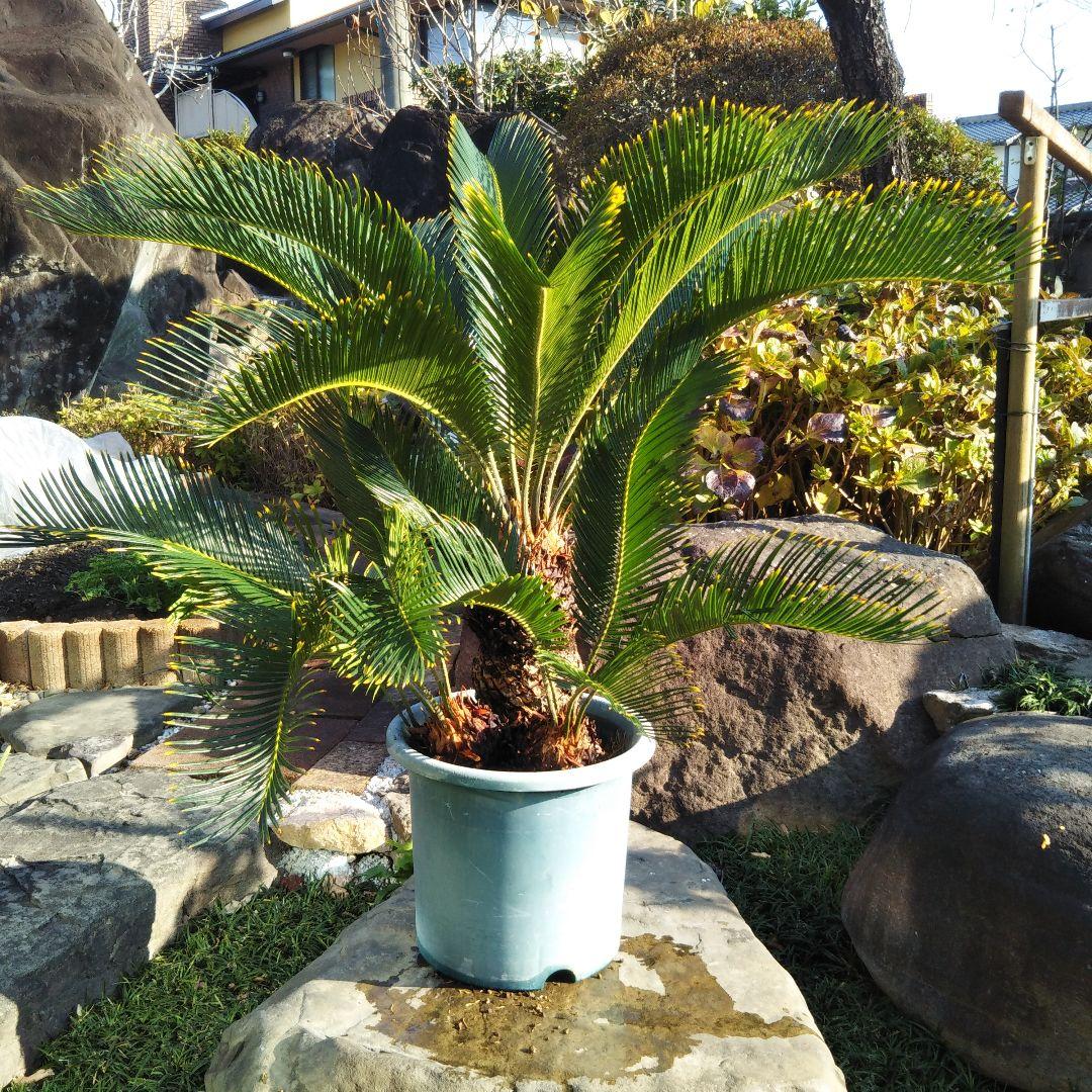 金環ソテツ （黄金ソテツ)