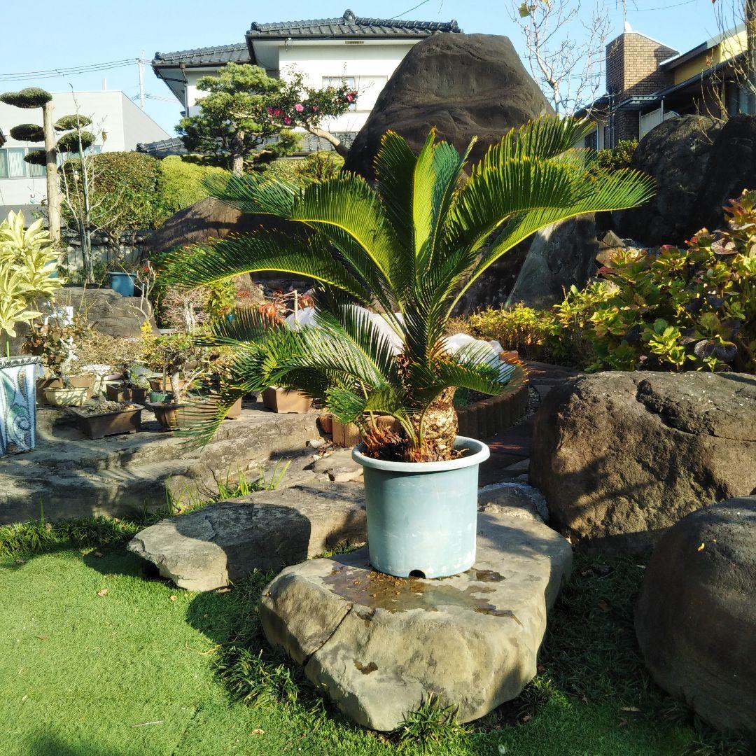 金環ソテツ （黄金ソテツ)