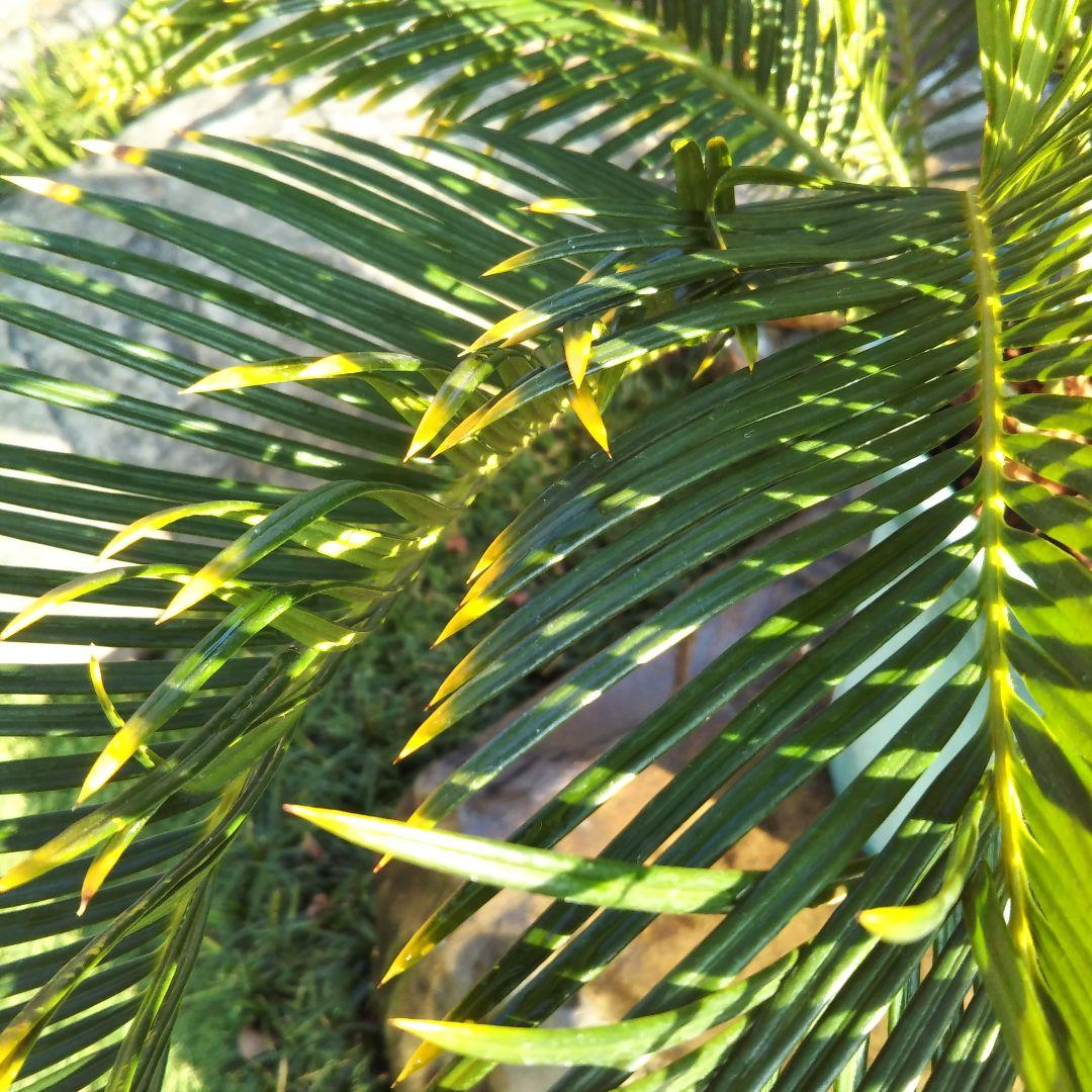 金環ソテツ （黄金ソテツ)