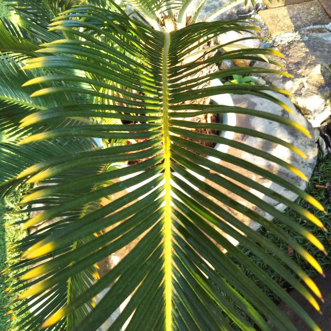 金環ソテツ （黄金ソテツ)