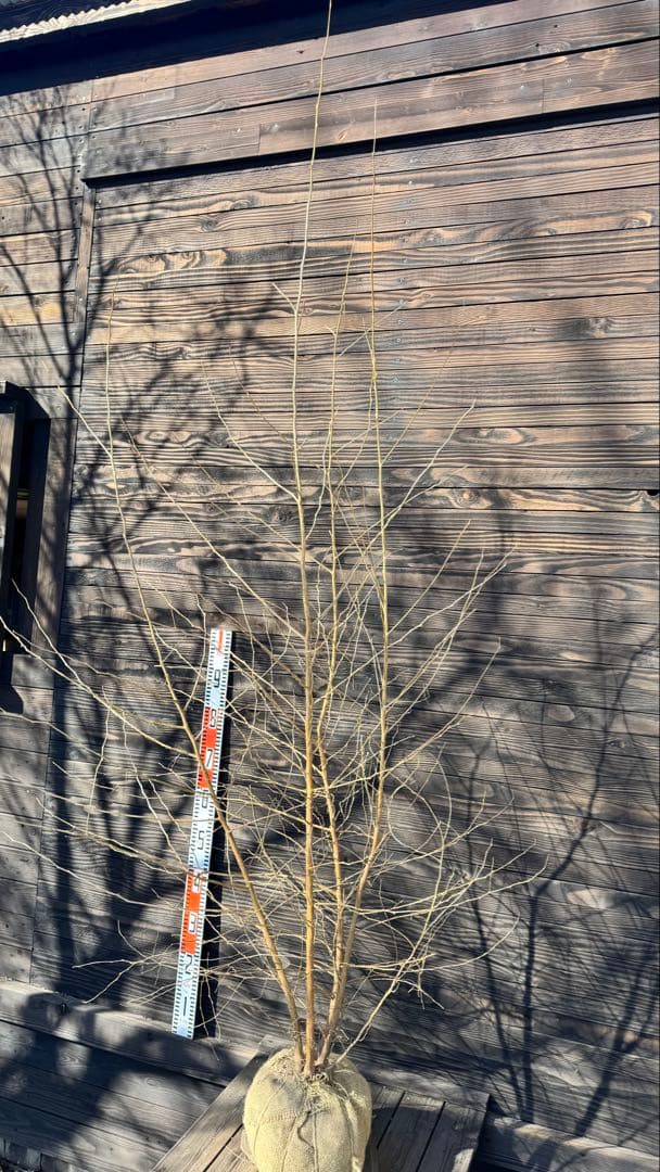 エゴノキ/株立ち【現品発送】管理80023