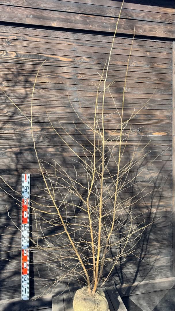 エゴノキ/株立ち【現品発送】管理80023