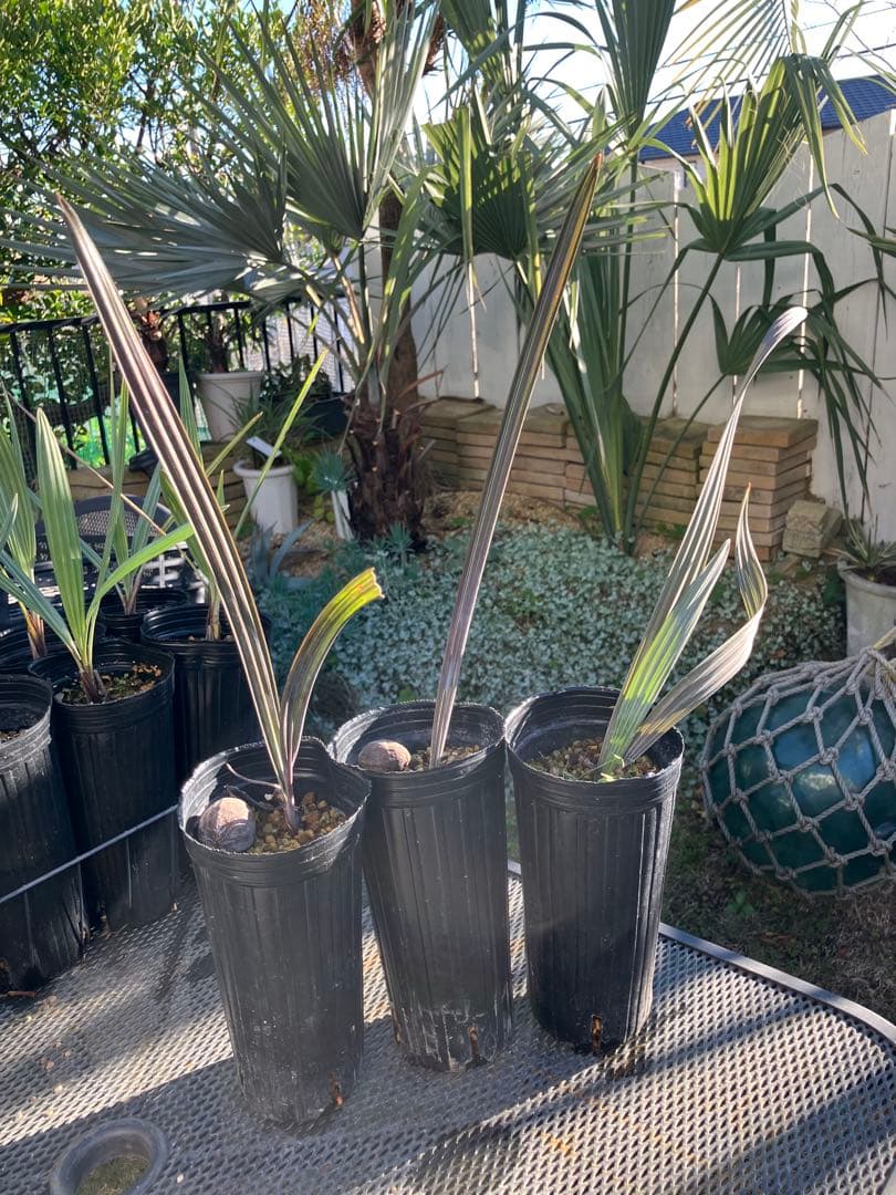 gansu　ビスマルキア3ポット