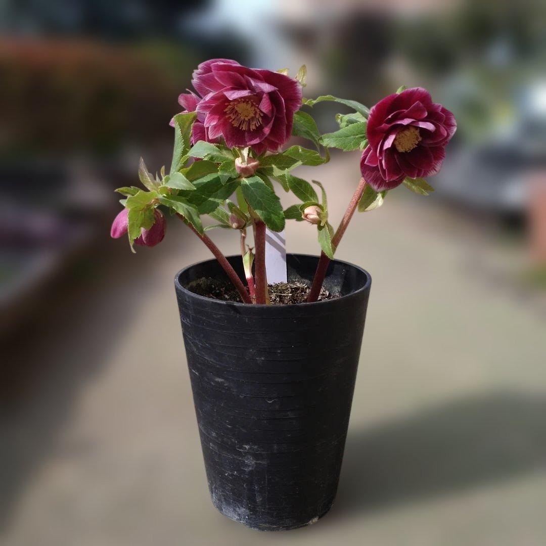 認定ソレイユ✨広瀬園芸✨ダブル✨クリスマスローズ✨ピンク〜レッド✨美しい