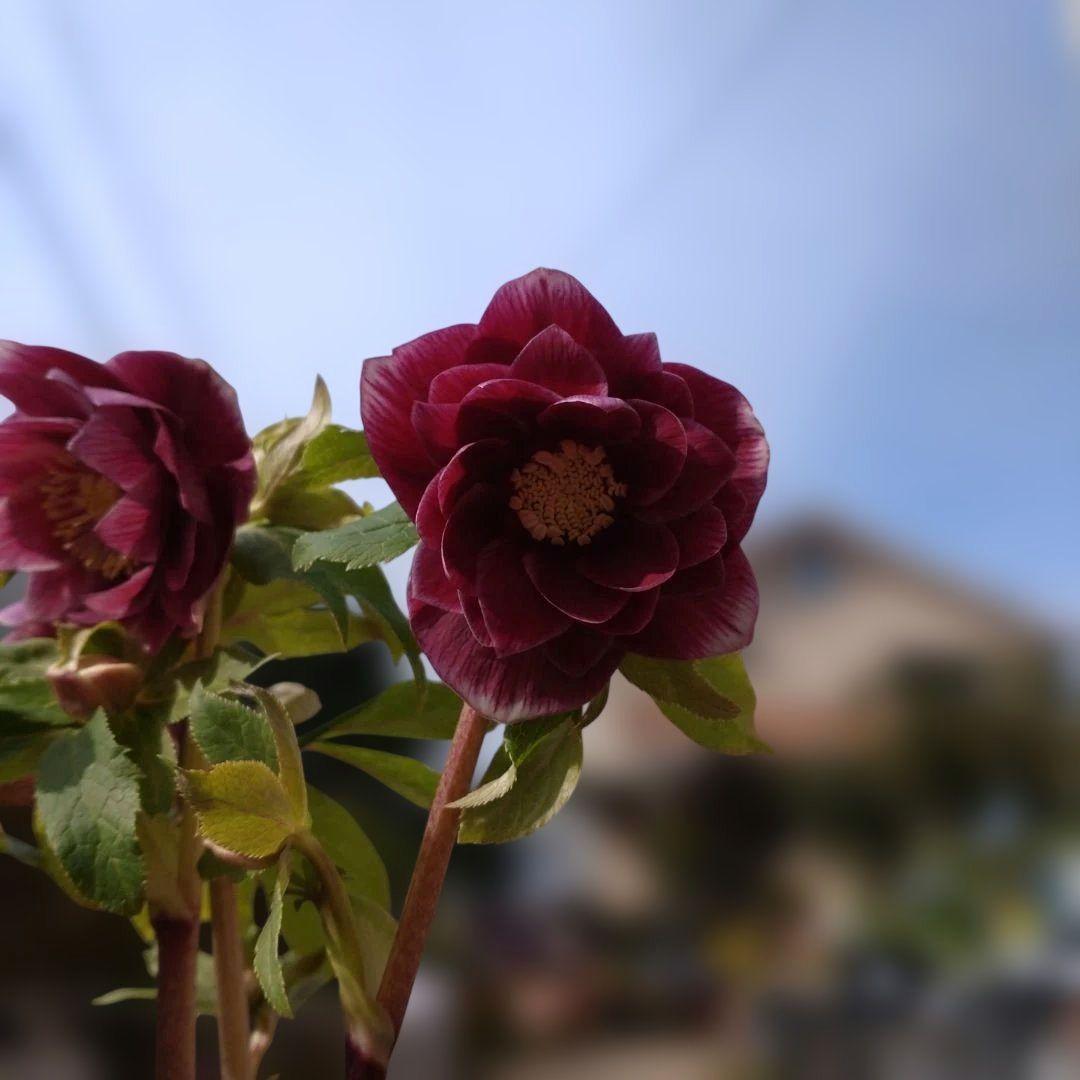 認定ソレイユ✨広瀬園芸✨ダブル✨クリスマスローズ✨ピンク〜レッド✨美しい