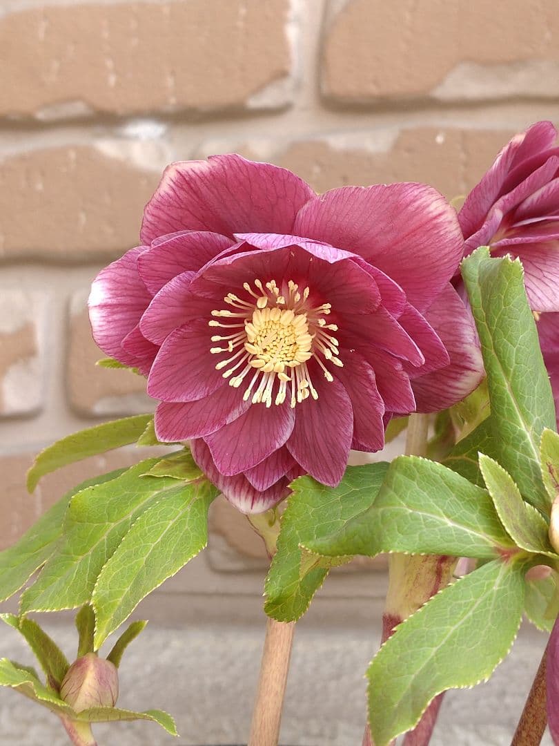 認定ソレイユ✨広瀬園芸✨ダブル✨クリスマスローズ✨ピンク〜レッド✨美しい