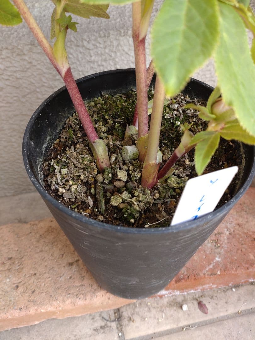 認定ソレイユ✨広瀬園芸✨ダブル✨クリスマスローズ✨ピンク〜レッド✨美しい