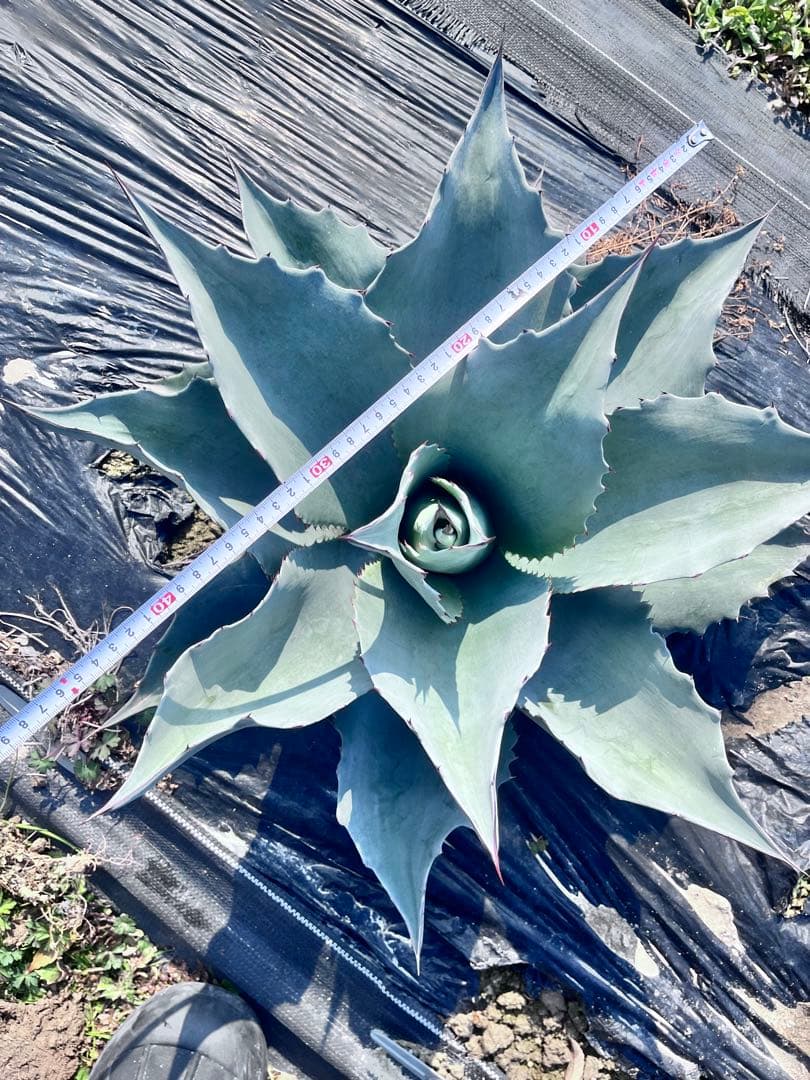 【‼︎大株‼︎】アガベ　オバティフォリア