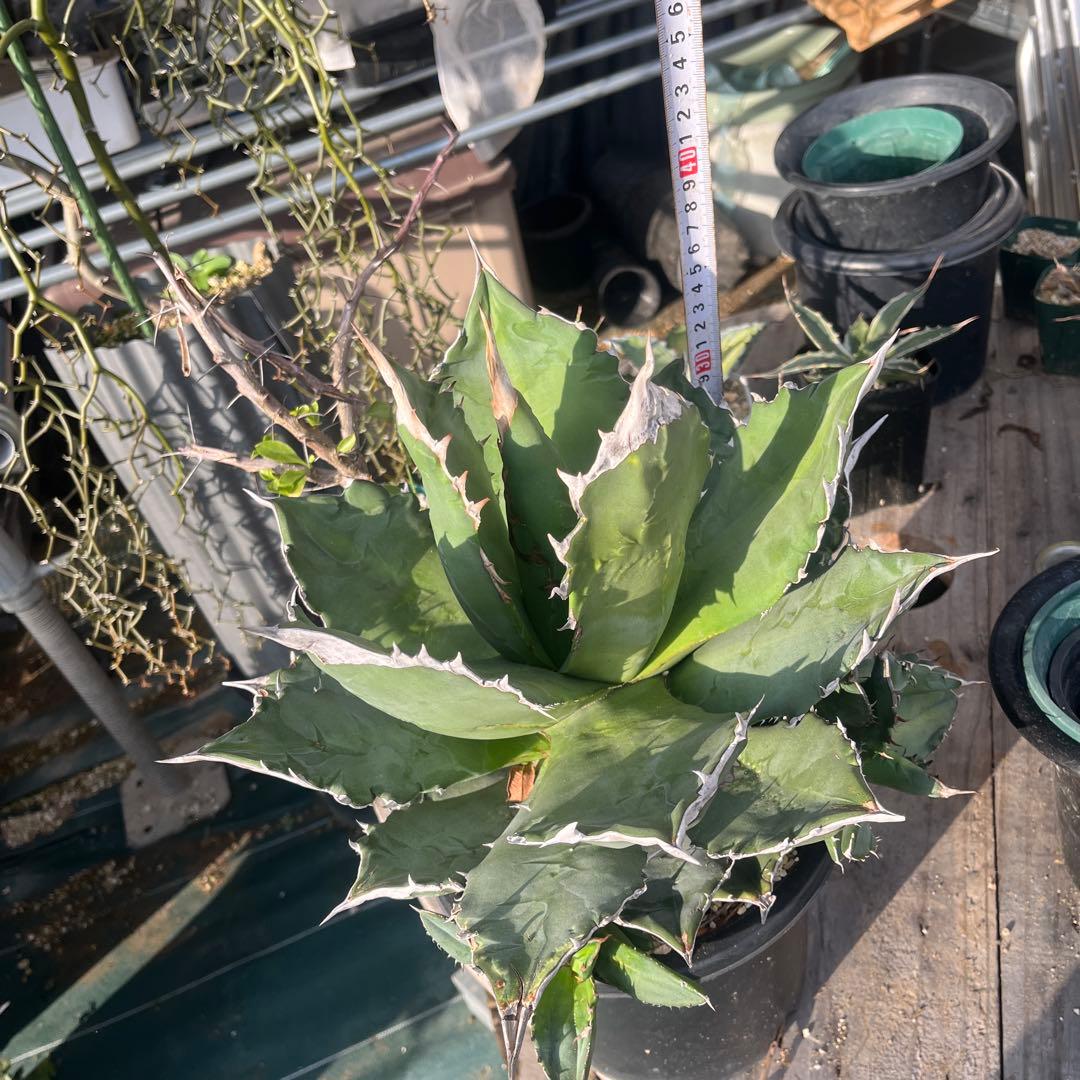 アガベ　ホワイトファイヤー　大株　子株多数　メルカリ便発送