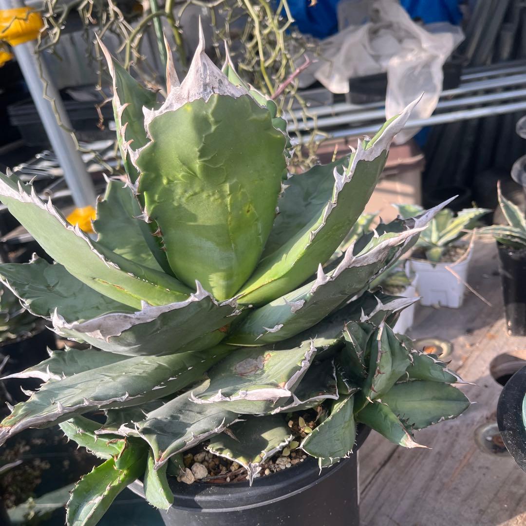 アガベ　ホワイトファイヤー　大株　子株多数　メルカリ便発送