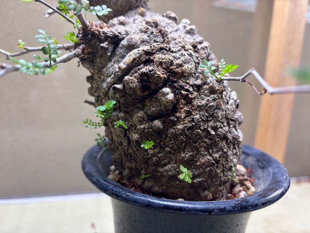 オペルクリカリアパキプス　現地　現地球　発根済み