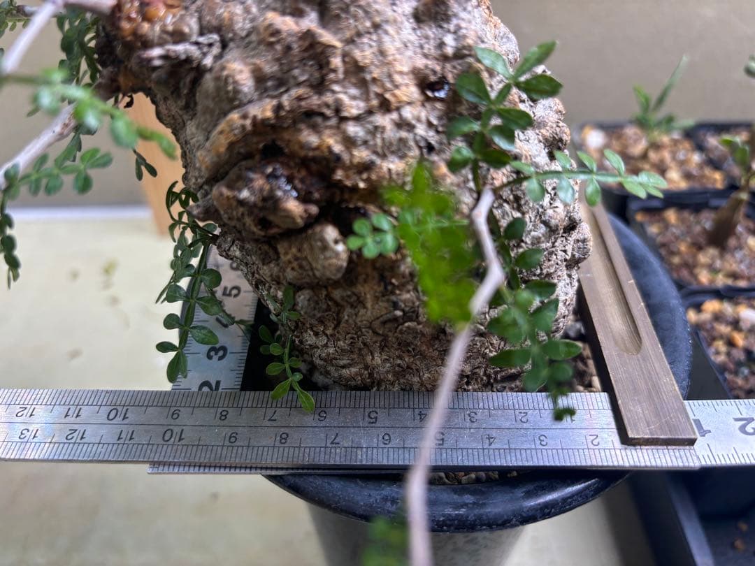 オペルクリカリアパキプス　現地　現地球　発根済み