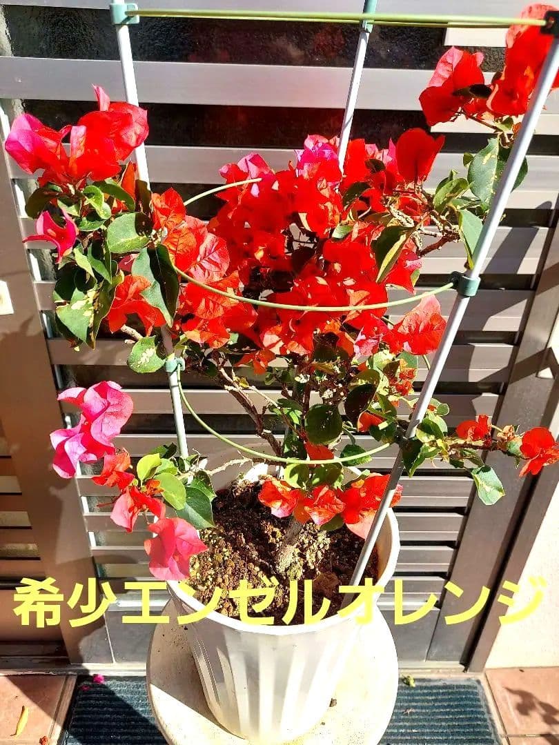 ブーゲンビリア　エンジェルオレンジ　希少