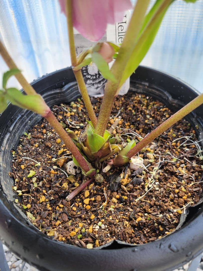 広瀬園芸　クリスマスローズ　ピンクダブル