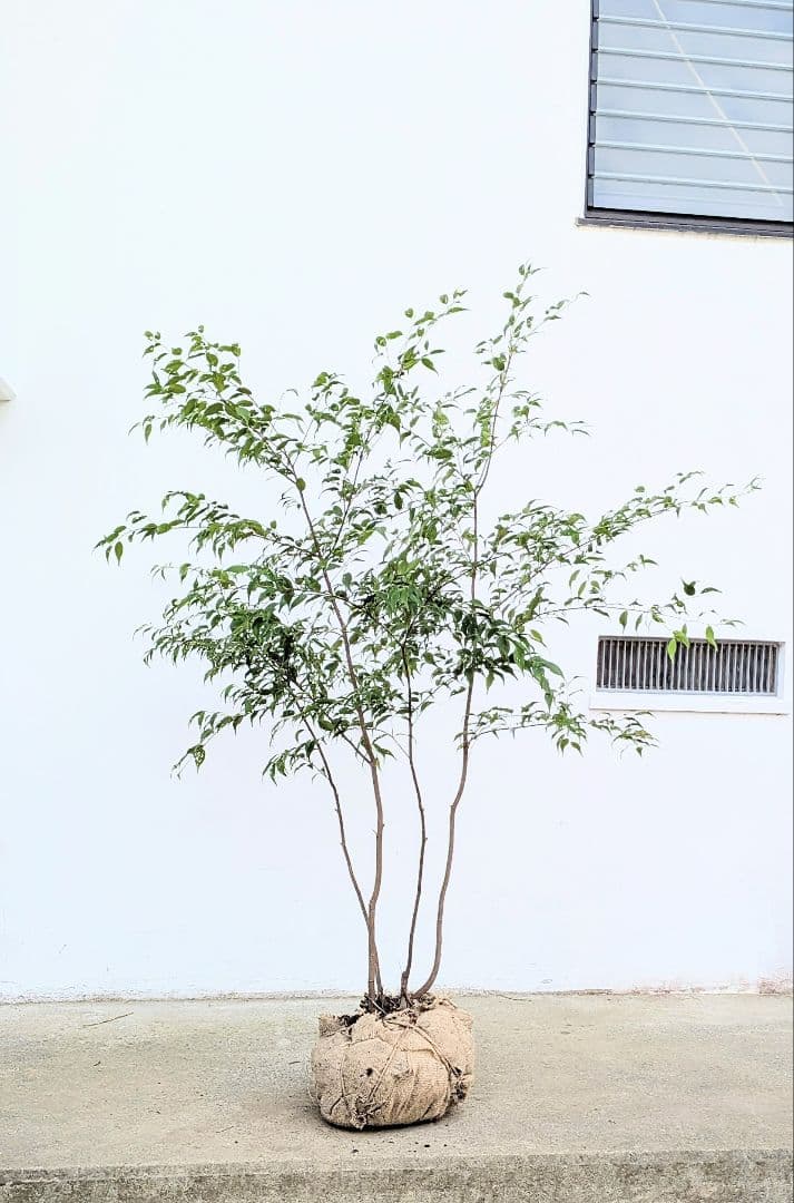 アウトレット。山採りハイノキ。