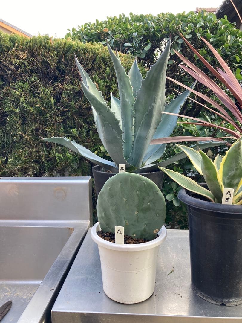 ドライガーデンＡセット鉢ごと配送致します。