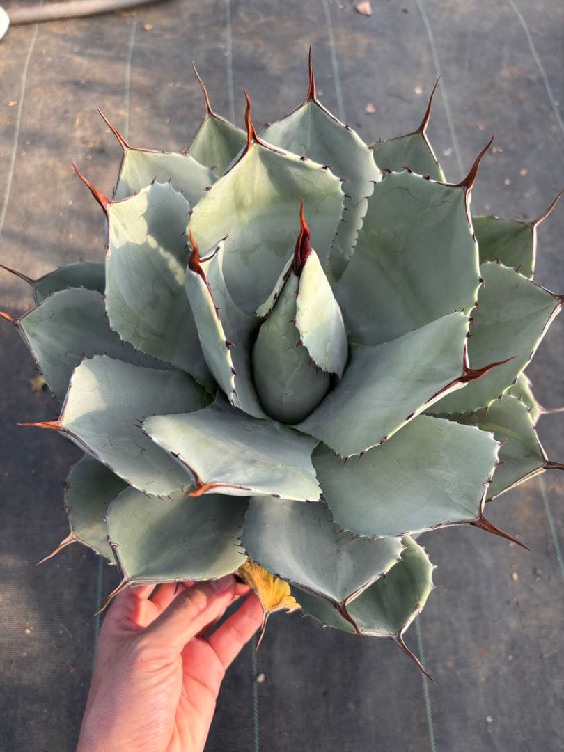 アガベ　パリー　トランカータ　大サイズ　鉢毎発送致します。検　リップルエフェクト