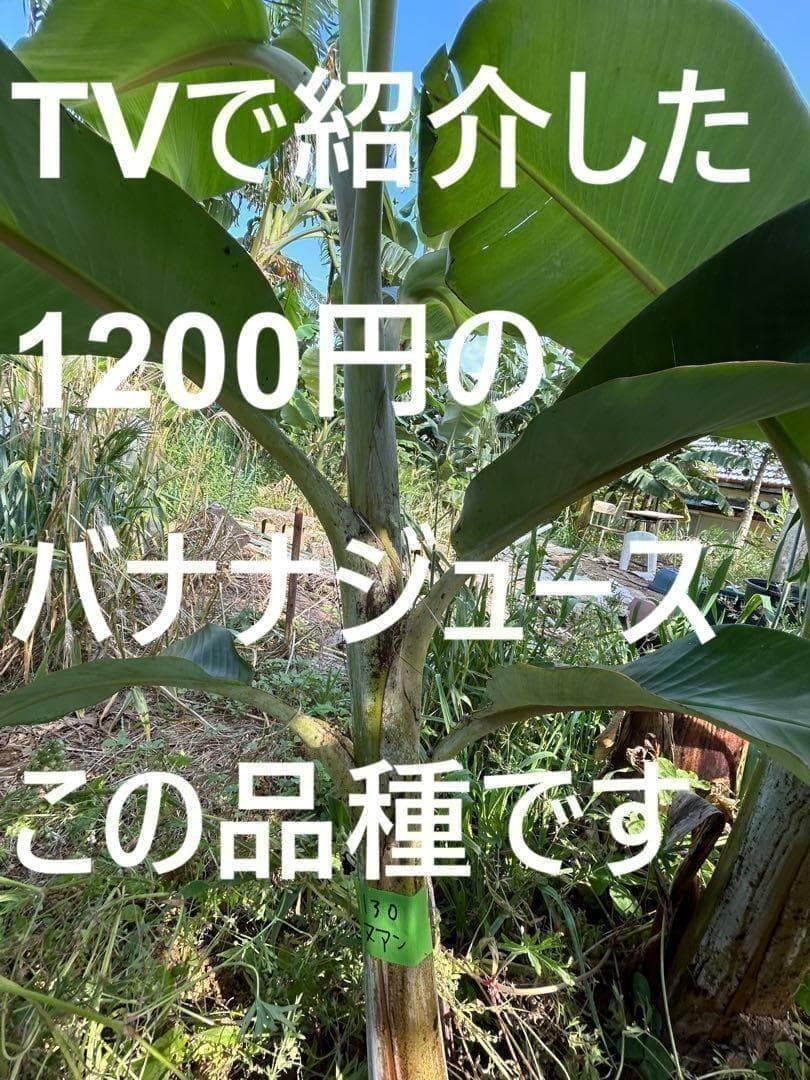 極太◆200cm巨大苗◆TVで話題の絶対糖度◆ドワーフ・ヌアンジュンバナナ◆低木