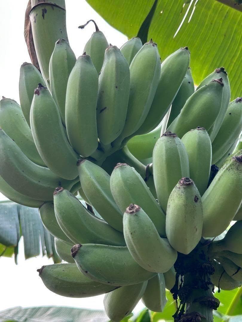 極太◆200cm巨大苗◆TVで話題の絶対糖度◆ドワーフ・ヌアンジュンバナナ◆低木