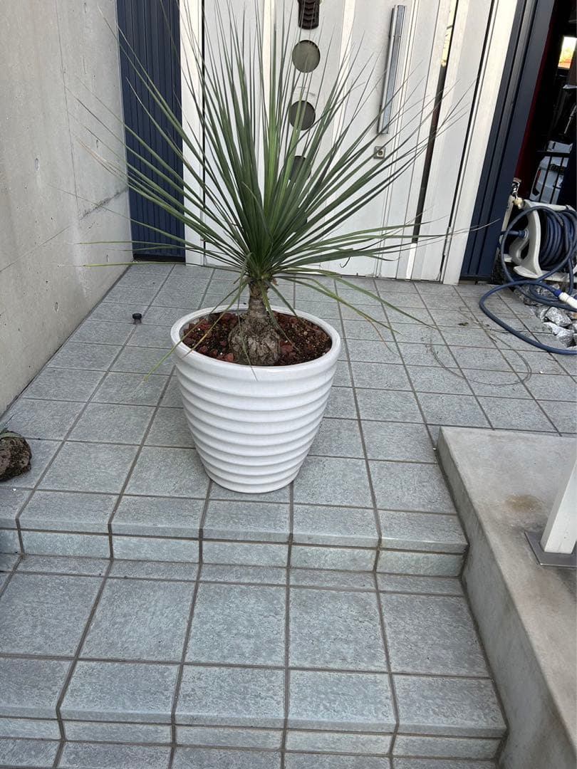 ボーカルネアグラキリス　大株　発根済