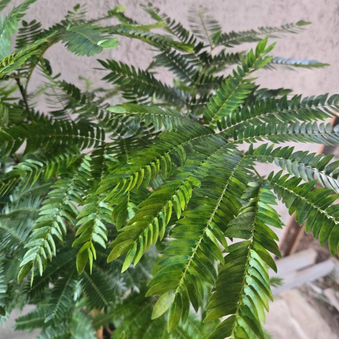 ⑦　エバーフレッシュ　8号特大苗木最高等級極太‼️