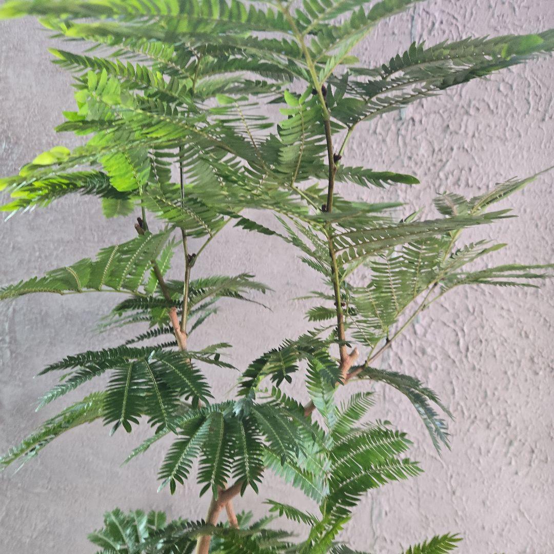 ⑦　エバーフレッシュ　8号特大苗木最高等級極太‼️