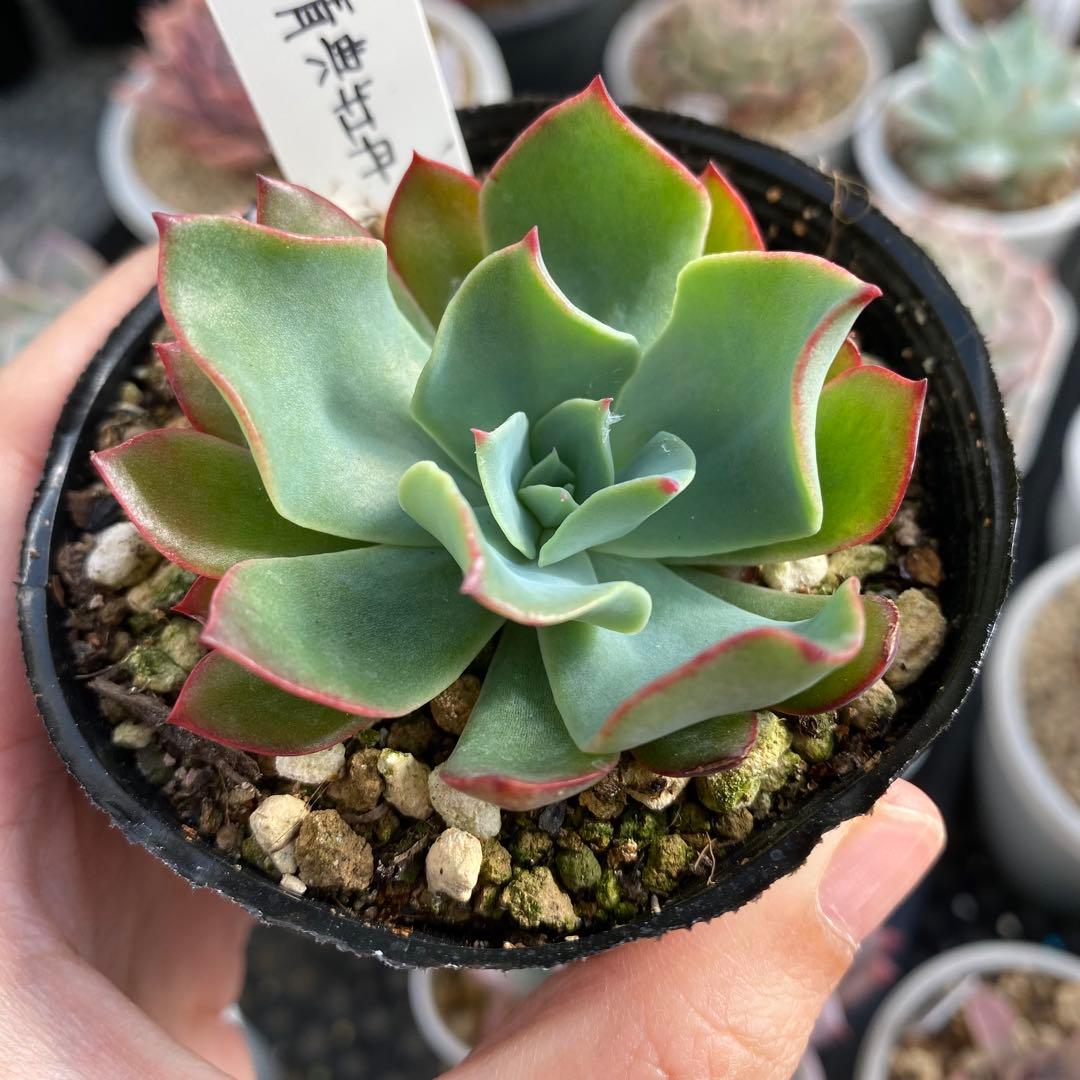 多肉植物　エケベリア　青典牡丹　オーズさん苗　札付き