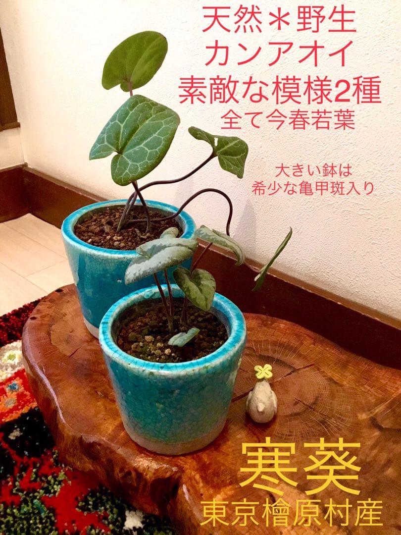 【希少植物＊天然＊野生の美しいカンアオイ＊寒葵＊模様は2種類】亀甲斑入り
