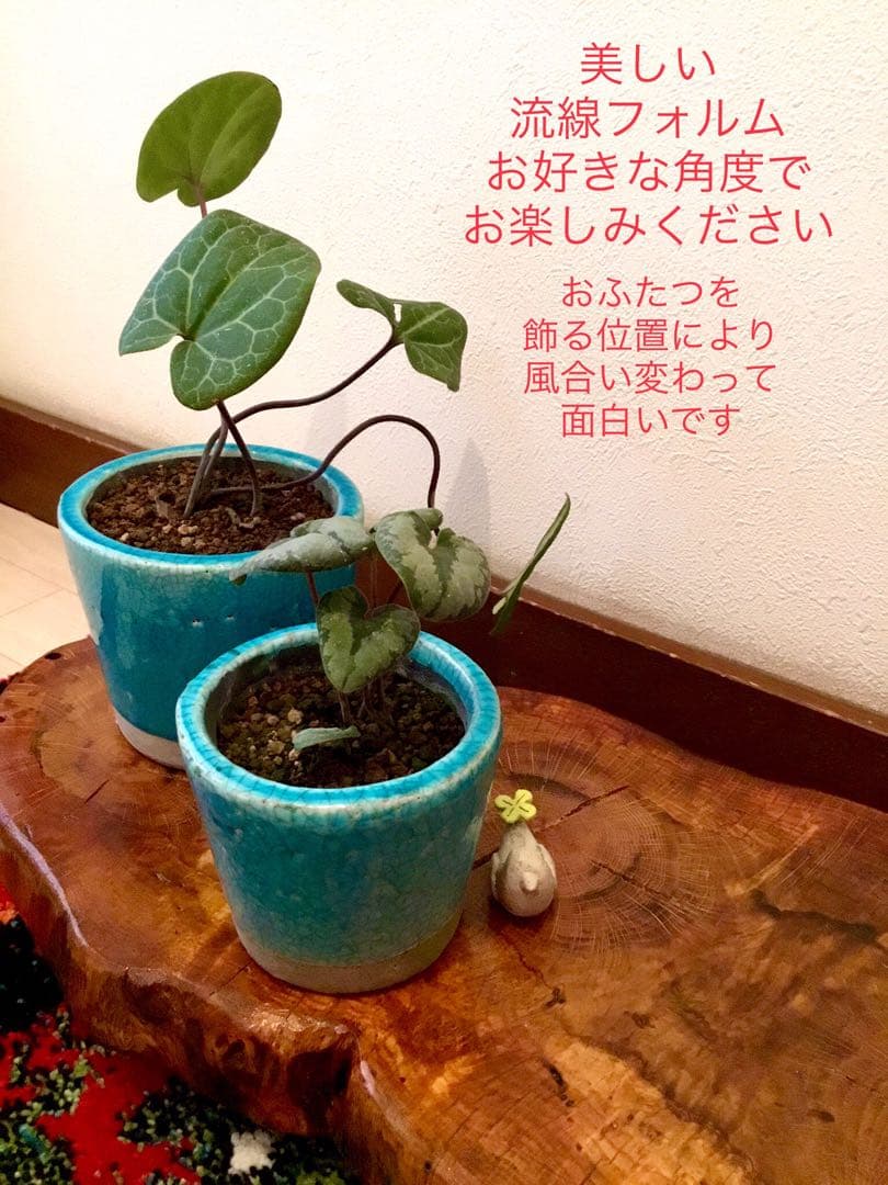 【希少植物＊天然＊野生の美しいカンアオイ＊寒葵＊模様は2種類】亀甲斑入り