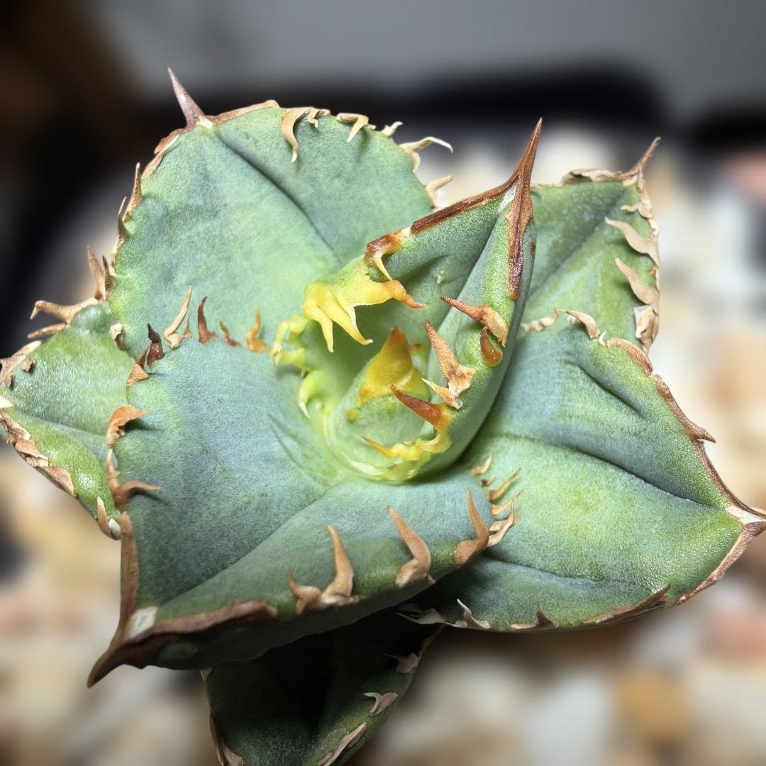 アガベチタノタ　cj11 cj special クラウン　皇冠　発根済み