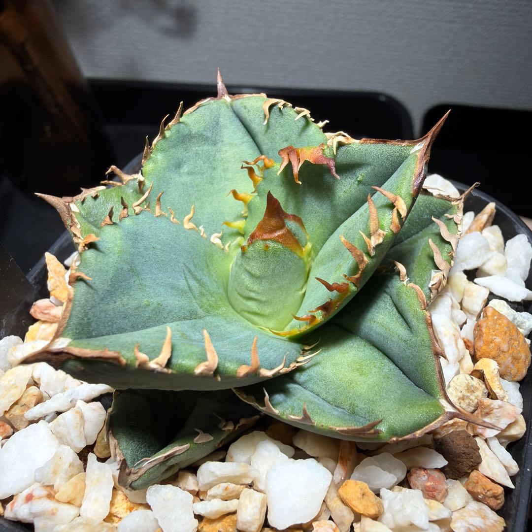 アガベチタノタ　cj11 cj special クラウン　皇冠　発根済み