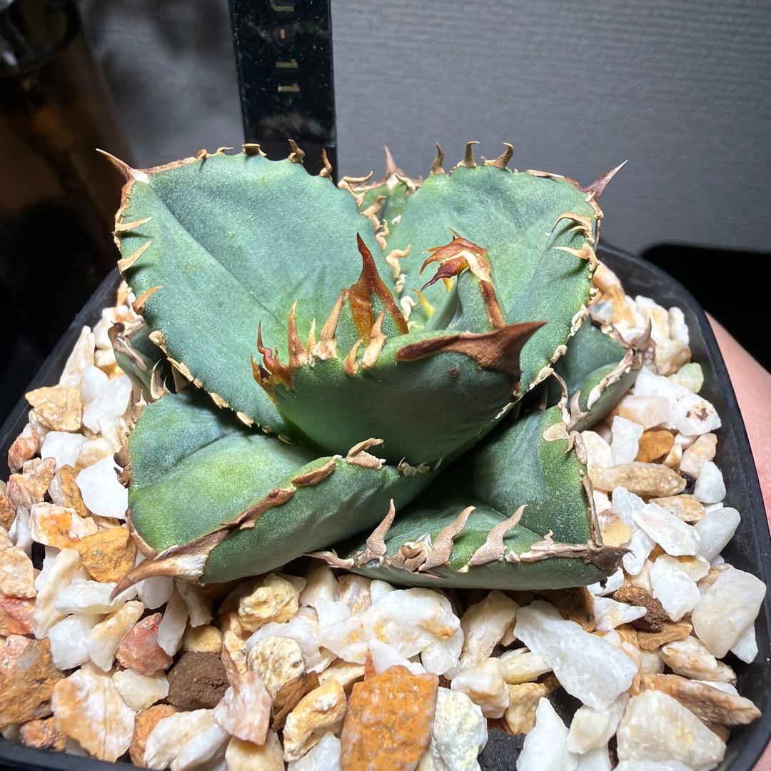 アガベチタノタ　cj11 cj special クラウン　皇冠　発根済み