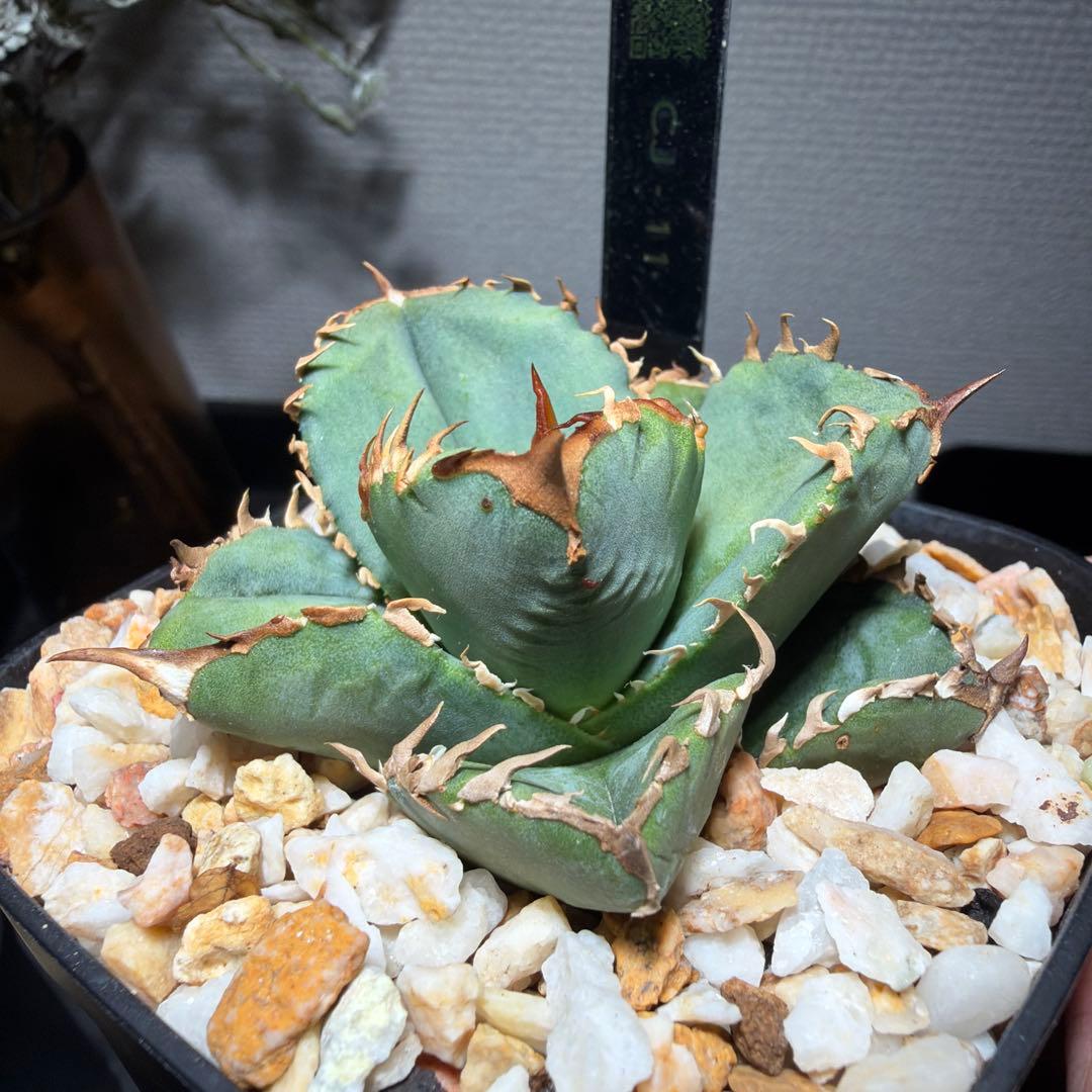 アガベチタノタ　cj11 cj special クラウン　皇冠　発根済み