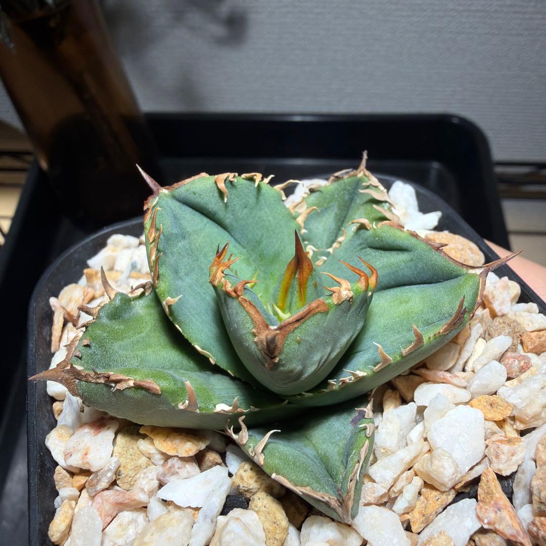 アガベチタノタ　cj11 cj special クラウン　皇冠　発根済み