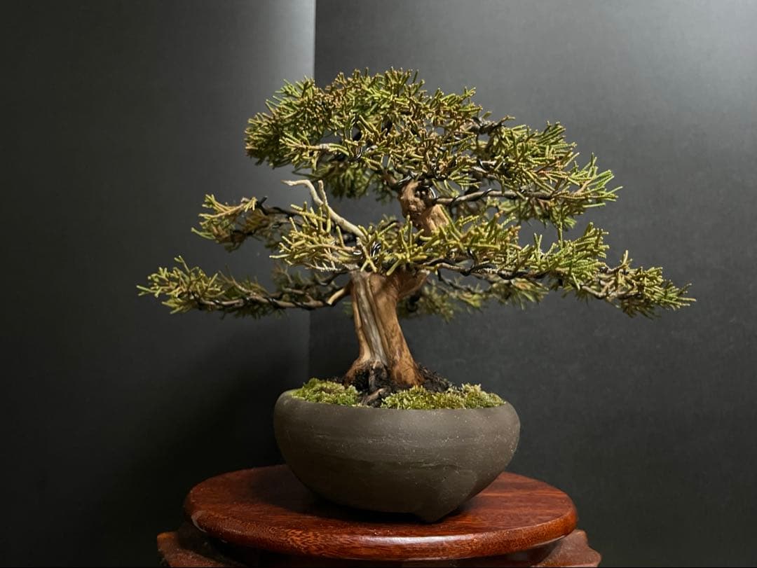 真柏盆栽　糸魚川真柏　古木　太幹　捻転シャリ幹　小品盆栽　樹高17cm