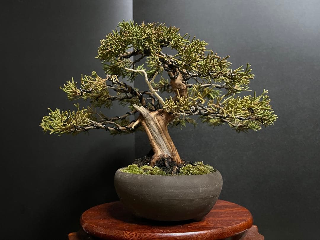 真柏盆栽　糸魚川真柏　古木　太幹　捻転シャリ幹　小品盆栽　樹高17cm