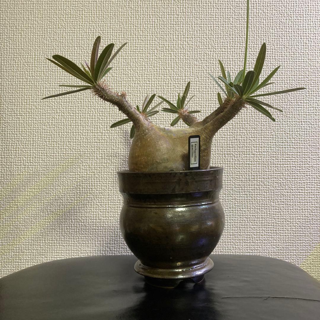 冬の値下げ❕　グラキリス　鉢付き　パキポディウム