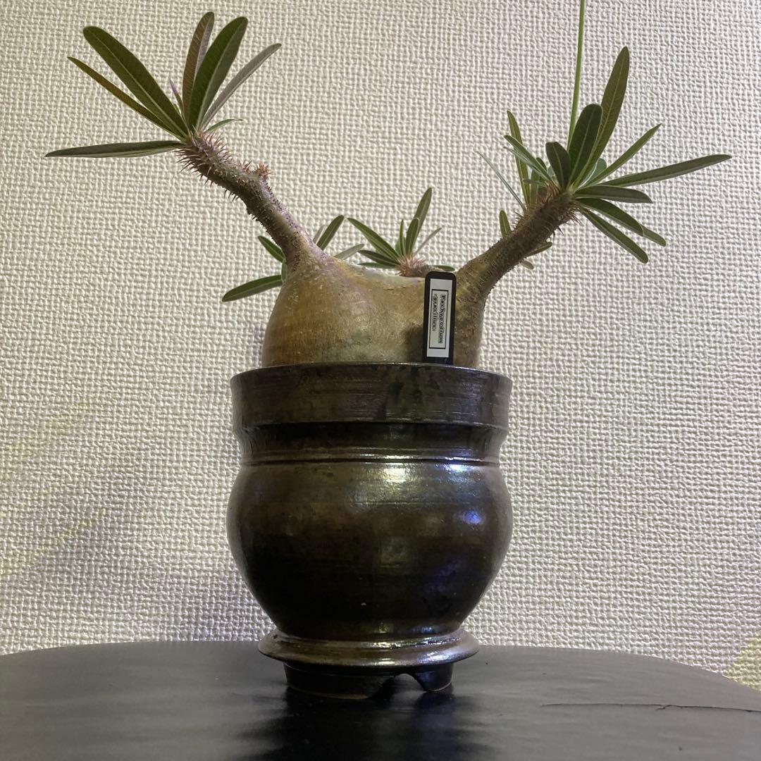 冬の値下げ❕　グラキリス　鉢付き　パキポディウム