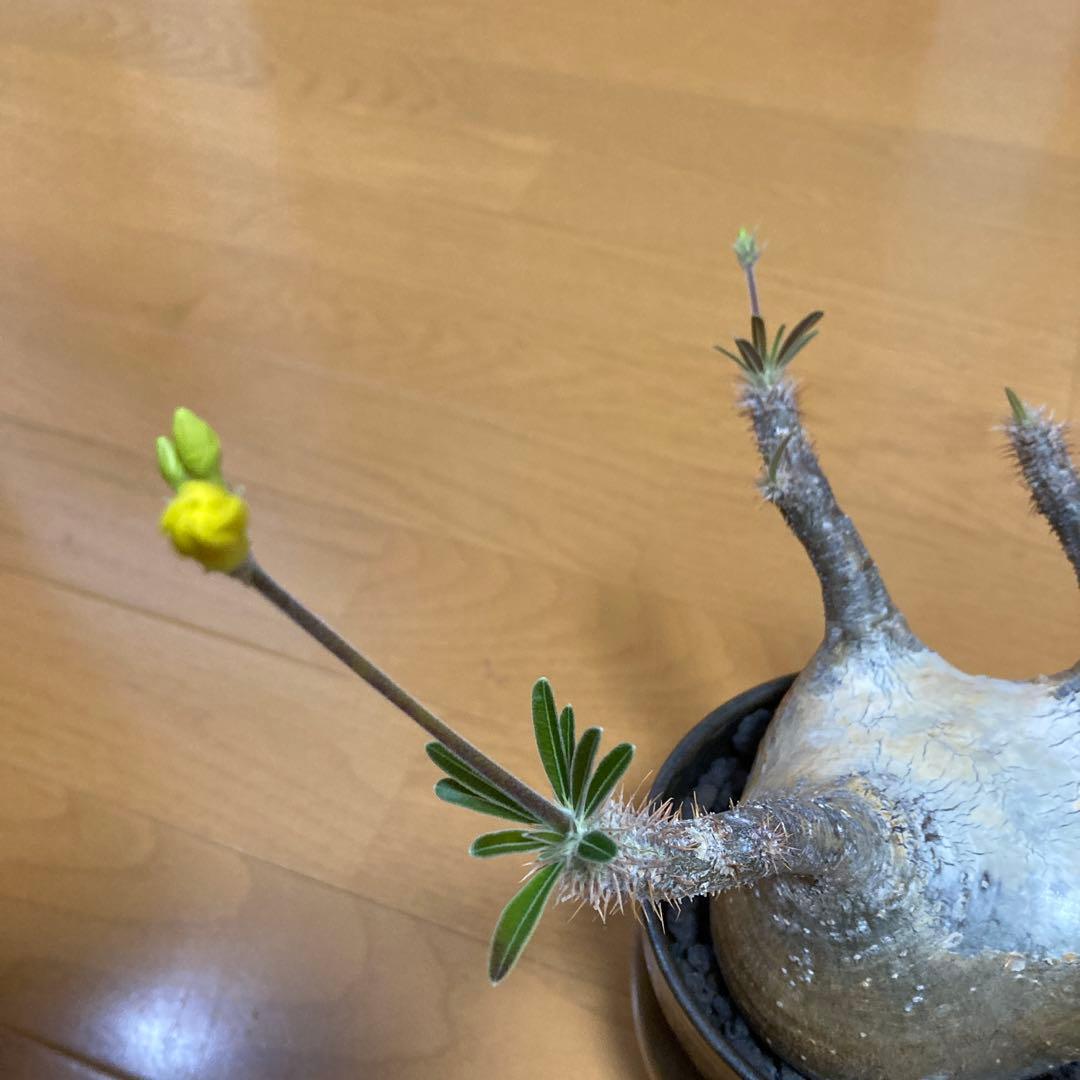 冬の値下げ❕　グラキリス　鉢付き　パキポディウム