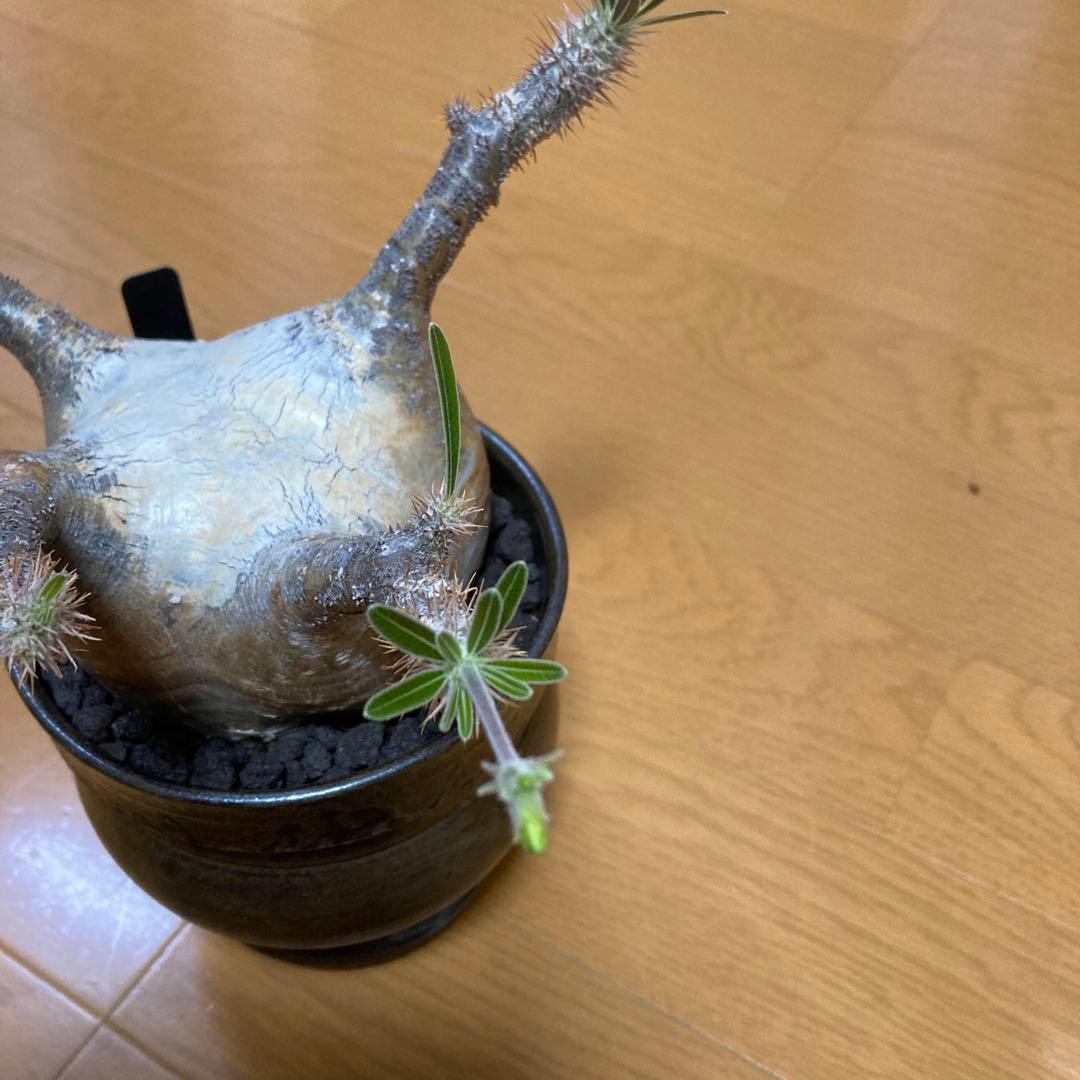 冬の値下げ❕　グラキリス　鉢付き　パキポディウム