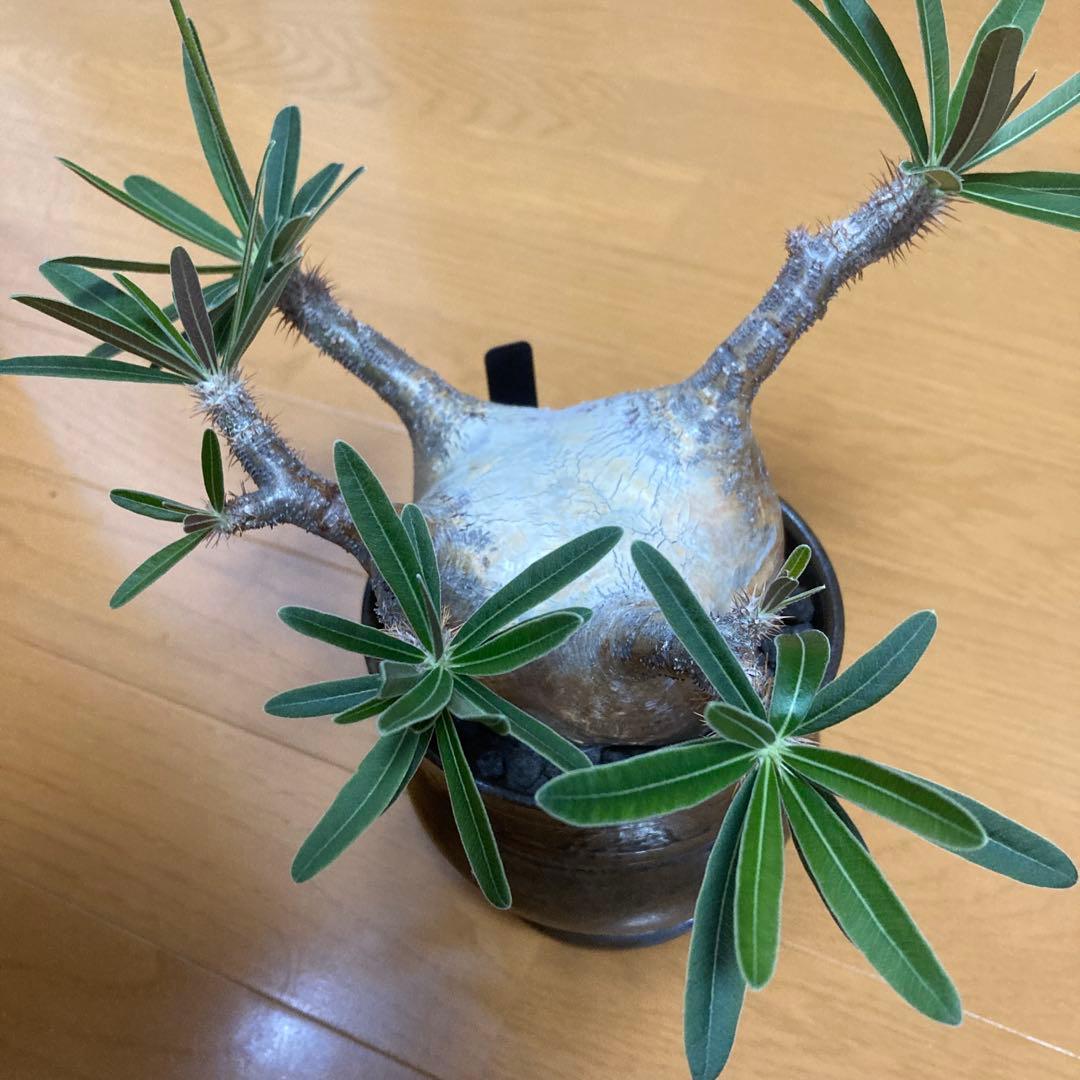 冬の値下げ❕　グラキリス　鉢付き　パキポディウム