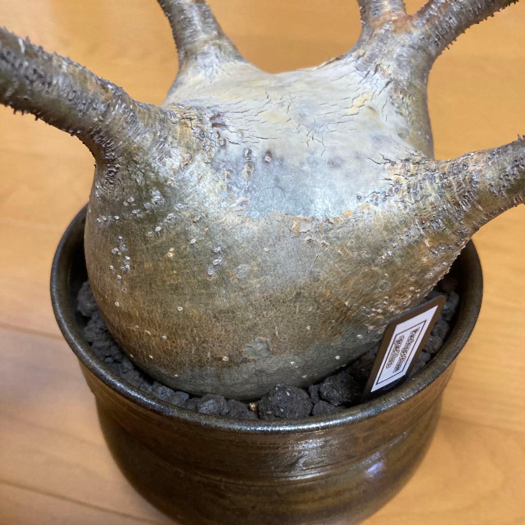 冬の値下げ❕　グラキリス　鉢付き　パキポディウム