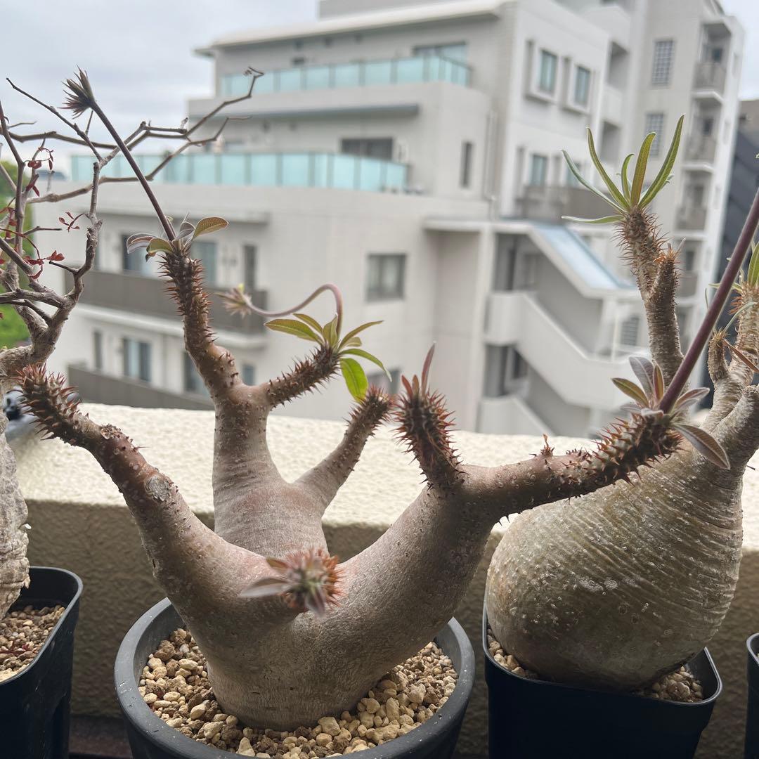 パキポディウム マカイエンセ