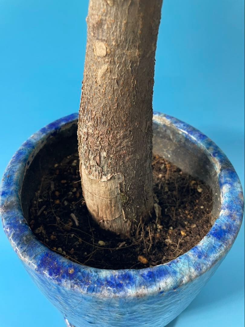 極白斑入りパキラ　ミルキーウェイ鉢付き