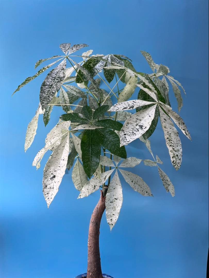 極白斑入りパキラ　ミルキーウェイ鉢付き