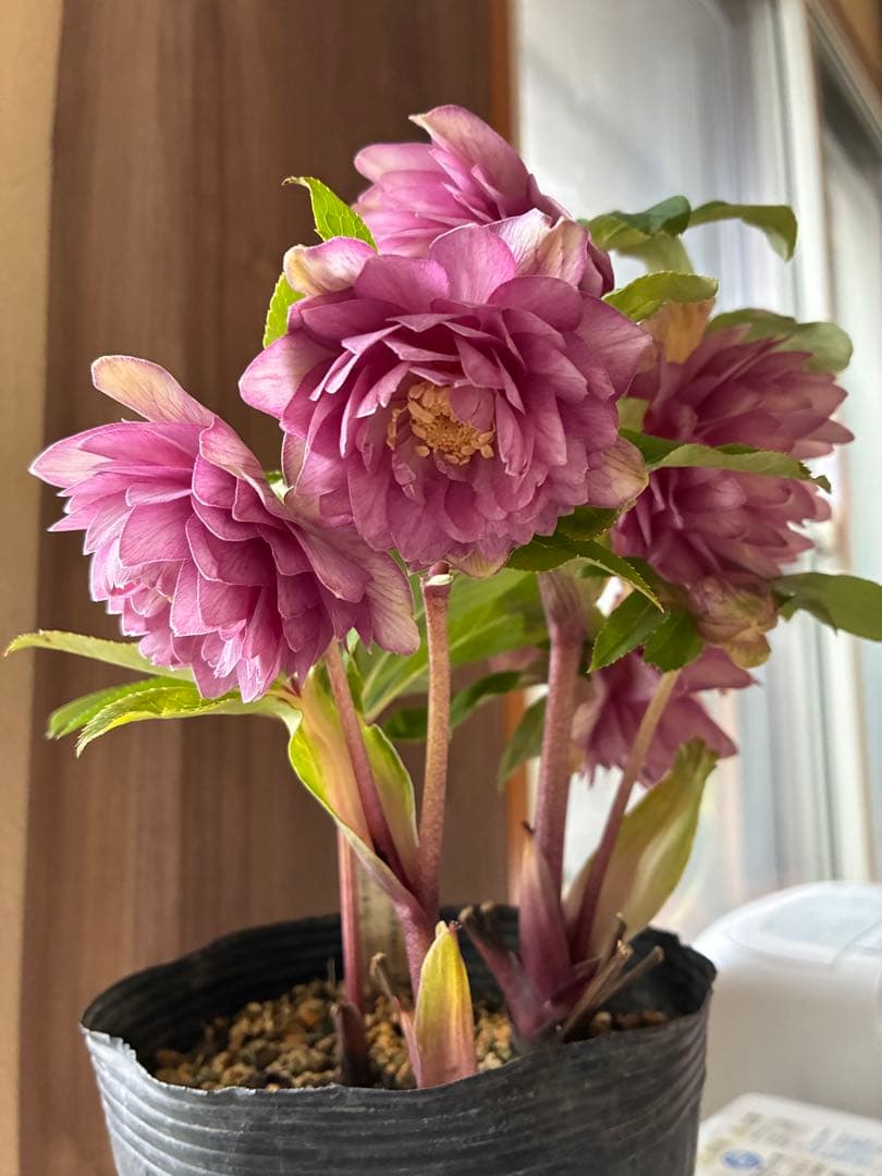 ♡加藤農園♡豪華ボリュームDDピンク白抜け横向き