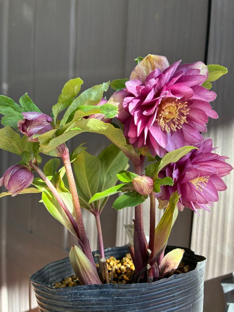 ♡加藤農園♡豪華ボリュームDDピンク白抜け横向き