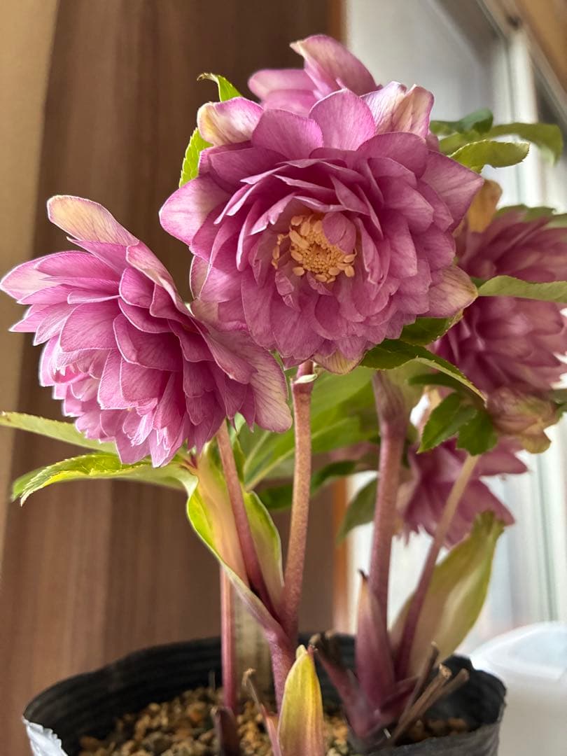 ♡加藤農園♡豪華ボリュームDDピンク白抜け横向き