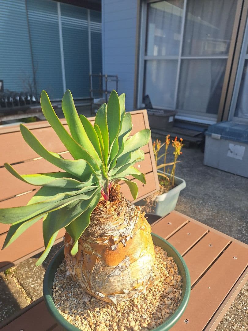 ブーファン　ハエマンソイデス