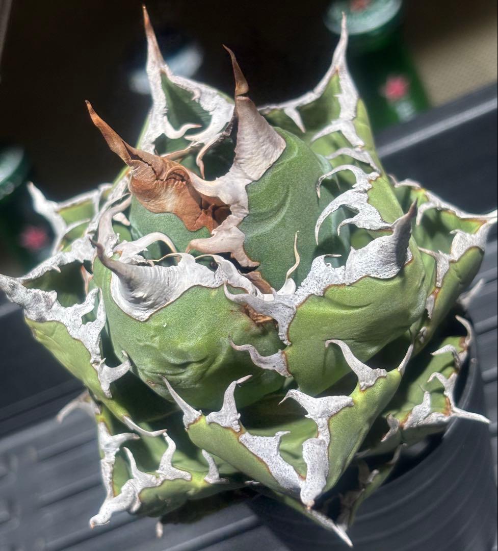 怪物級！アガベスーパーチタノタ（極上株）超S級悪魔くんBAKEMONO高級品種！